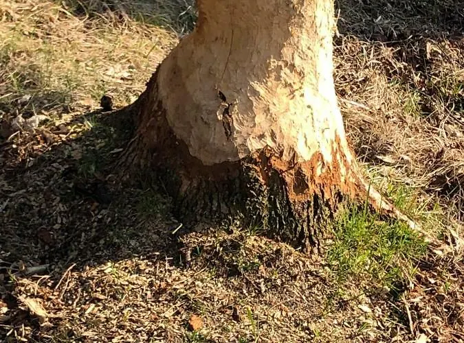 Familienidyll - Komfort, Riesiger Garten & Badespass * Rankwitz